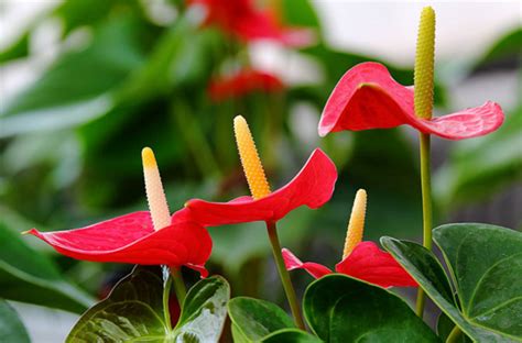 紅掌花語|紅掌花語介紹！花語寓意雖好 贈送別人時卻要注意哦！